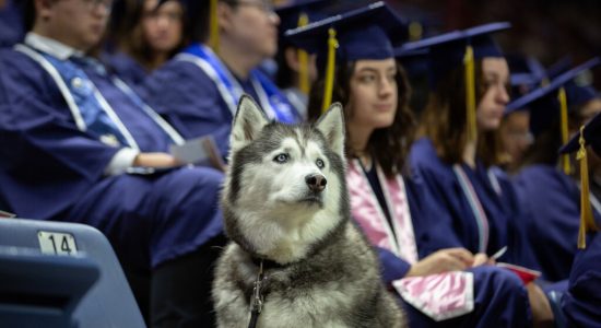 UConn mascot, husky dog Jonathan XIV, sits next to graduates in regalia during a commencement ceremony