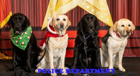 Two yellow labrador retrievers and two black labrador retrievers sitting and posing on the Movies and Musicals themed stage at the 2023 Winter Holiday Celebration